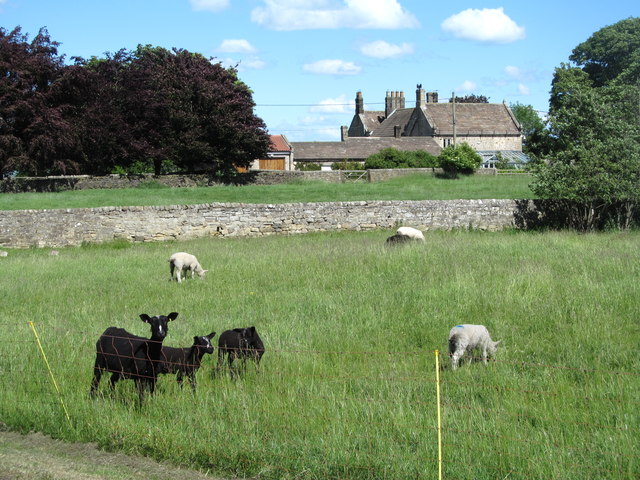 Sheep on Cleatlam Green