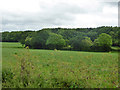 Hedgerow trees and Common Wood