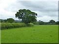 Hedgerow oak