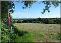 Hay Field near Todsworthy Farm