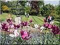 Tulips at Highwood Ash, Mill Hill, London