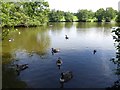 TQ5694 : The lake in Weald Country Park by Marathon