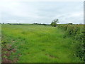 Hayfield north of Ty-llwyd