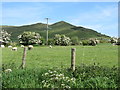 Grazing sheep below Slievenisky