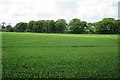 Field near Newbigging