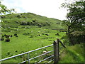 Sheep grazing on the east side of Ardglass Road