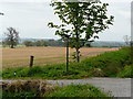 Fields at Leitfie Farms