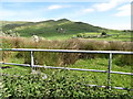 Reeds and flowering  hawthorns between Clonvaraghan Road and Slievenisky