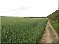 Public footpath alongside a wheat field