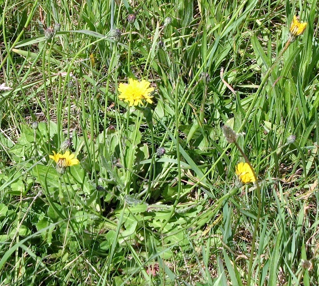 Cat's-ear (Hypochaeris radicata) © Evelyn Simak cc-by-sa/2.0 ...