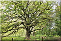 SH5571 : Lucombe Oak (Derwen Lucombe) at Treborth Botanic Gardens by Jeff Buck