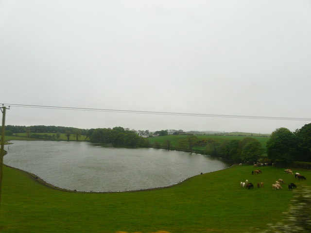 Cattle at Magillie Loch