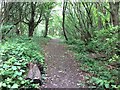 Footpath in Maltby Wood