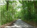 Road passing through Ribbesford Woods