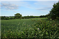 Comfrey and Hawthorn