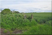 NO6145 : Field near Peebles by Anne Burgess