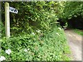 Bridleway on Gorst Hill