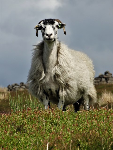 Sheep on the edge of Bamford Moor