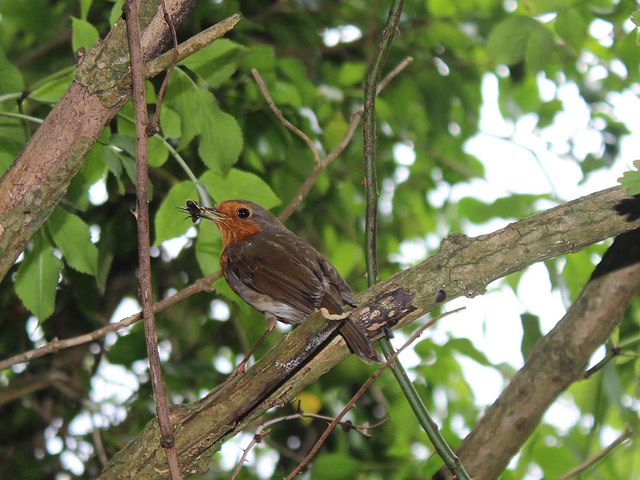 Robin with lunch in Woods Lane