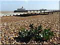 TV6299 : Sea Kale with Eastbourne Pier on the skyline by Norman Caesar