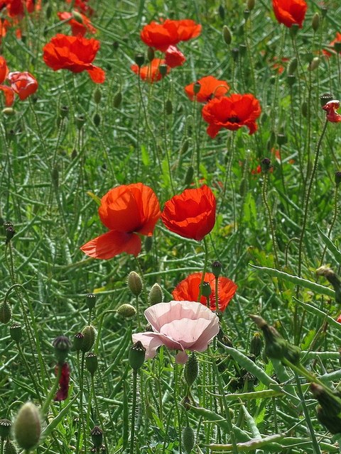 Pink form of the scarlet field poppy