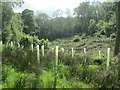 On the Marston Vale Timberland Trail