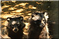 View of a pair of raccoon dogs in the Cat Survival Trust #2