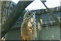 View of an eagle owl in the Cat Survival Trust #4