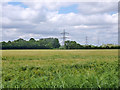 Field of barley