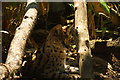 View of a serval in the Cat Survival Trust #2