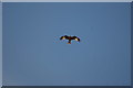 View of a red kite flying above the Cat Survival Trust