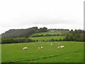 View to Craig-y-Dduallt