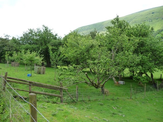 Small replanted orchard, south-east of the Vision Farm