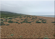 SY5287 : Chesil Beach west of West Bexington by John Allan