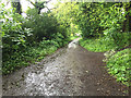 South West Coast Path in Rhodehorn Plantation