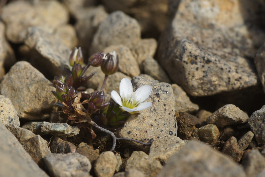 Arctic Sandwort (Arenaria norvegica),... © Mike Pennington cc-by-sa/2.0 ...