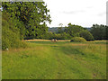 TL6702 : Public footpath through pasture with ponies, Margaretting by Roger Jones