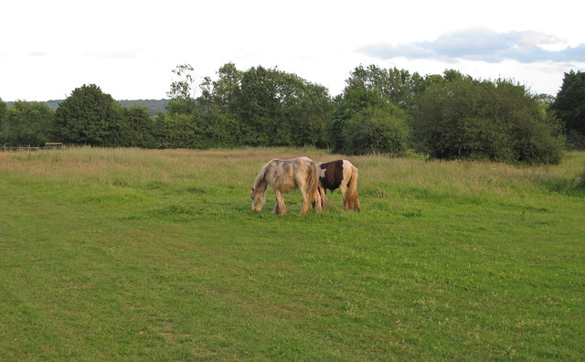 Ponies in Pasture, Margaretting