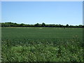 TL2844 : Crop field, Great Green by JThomas