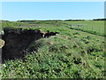 The Pembrokeshire Coast Path near West Angle Bay