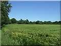 Crop field, Meldreth