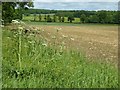 SP2626 : Cow parsley and arable land by Philip Halling