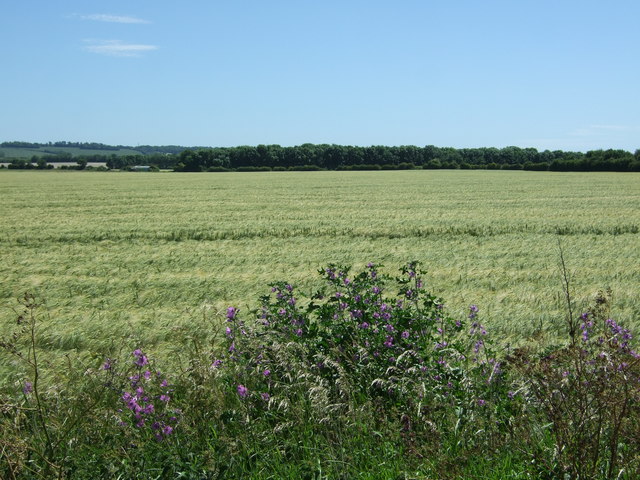 Crop field near Kneesworth 