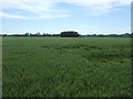 Crop field and woodland, Monkey