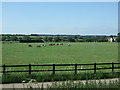 TL4156 : Grazing off Cambridge Road (A603) by JThomas