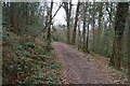 SX4961 : Footpath, Widewell Wood by N Chadwick