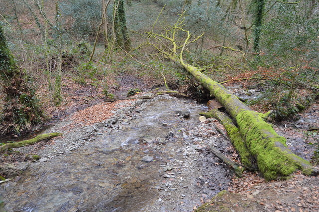 Fallen tree and stream, Widewell Wood