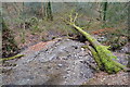 SX4961 : Fallen tree and stream, Widewell Wood by N Chadwick
