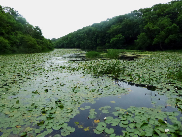 Bosherton lily ponds