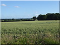 View towards Birds Wood